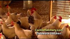 Delaware Chicken Breed (Breeder Flock) Chicks for Sale | Cackle Hatchery