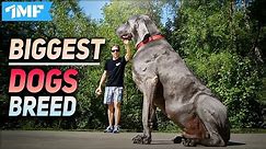 TOP 10 BIGGEST DOG BREEDS In The World 2020