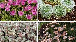 Succulent Groundcover Collection | High Country Gardens