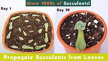 How to Propagate Succulents from Leaves and Stems