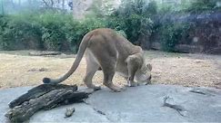 Home Safari - Lions John and Imani - Cincinnati Zoo