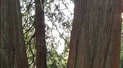 Huge Cedar Trees in Central Park Burnaby