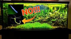My Planted SHRIMP Aquarium...One BIG Problem!
