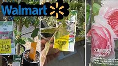Walmart HUGE Clearance Plants Pt. 1 || $10 Fruit trees 🍎 🍐 | $4 Roses| #WalmartGardenCenter