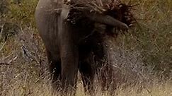Nature’s gardener. Elephants are important ecosystem engineers. @senalalasafarilodge @guidegeena @klaserieprivatenaturereserve #ecosystem #nature #africa #elephant #video | Senalala Safari Lodge