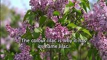 Discover the Meaning and Symbolism of Lilacs