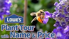 Plant Shopping/ Lowe's Garden Center Florida Zone 9b/ Plant Tour with Names Relaxing Music June 2023