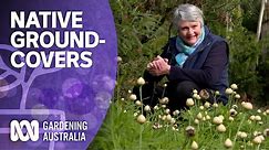 The best native groundcover plants for your garden | Australian native plants | Gardening Australia