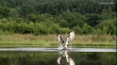 An osprey fishing in spectacular super slow motion | Highlands - Scotland's Wild Heart
