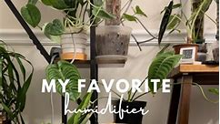 Let me share why the Homedics Humidifier has stolen my heart and become an absolute essential for my precious plantbabies. 🌱💕 With its whisper-quiet operation and adjustable settings, the Homedics Humidifier ensures a steady flow of moisture. Say goodbye to dry spells and hello to flourishing foliage! One of my favorite features is its sleek design, seamlessly blending into any aesthetic. It's as much a statement piece as it is a functional necessity. What's your favorite? Comment "LINK" for m