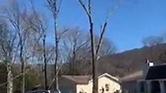 Truck Pulls Down Tree!
