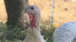Nebraska poultry sector readies fight against bird flu