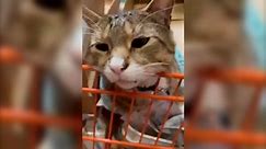 Leo the Home Depot cat draws in new customers to New Jersey store