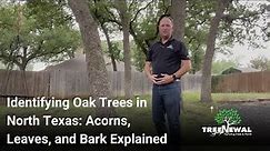 Identifying Oak Trees in North Texas Acorns, Leaves, and Bark Explained