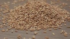 Wheat spelt grain,organic agriculture. Whole grains, spelled