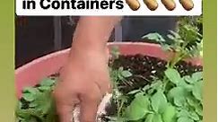 Paano magtanim ng patatas sa mga paso at recycled containers? Easy! #reelsvideo #fbreels #trendingreels #diy #potatoes #rooftop Thank you for watching! Follow us for more gardening tips and techniques 💕🪴✅🌻🙏🎶👨‍👩‍👧‍👧 | Vegetable Gardening and More