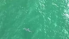 Hammerhead shark spotted off Florida coast