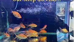 The aquariu room #theaquariumroom #aquariumaccessories #aquarium #goldfish #fishtank #fypシ #goviral #fyp