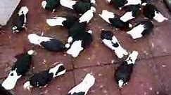 Pigeons Greek Doneks