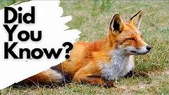 Things you need to know about RED FOXES!