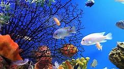 Aquarium Fish Stock Footage Video (100% Royalty-free) 1459318 | Shutterstock
