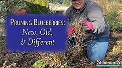 Pruning Blueberry Basics
