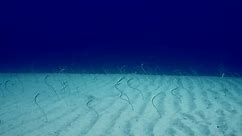 Group Red Sea Garden Eels Indopacific Stock Footage Video (100% Royalty-free) 1103783951 | Shutterstock