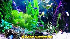 Amazing HD Aquarium ScreenSaver (Free) Windows and Android