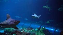 Sharks Underwater | SeaWorld Orlando