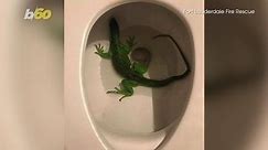 LEAPING LIZARDS! Florida Man Finds Iguana In His Toilet!