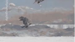 Food Fighting between Bald Eagles. #eagles #baldeagle #baldeagles #birdsofprey | Tohid Azimi
