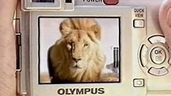 Grisly lion attack on tourist bus / Olympus