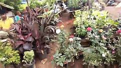 Plant Nursery Bhayandar | Bhayandar Plant Nursery | Plant Nursery