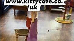 For Bookings visit www.kittycafe.co.uk For Cat adoption visit www.kittycaferescue.org For our online shop visit www.kittycafeshops.co.uk We hope to see you soon, Kitty Cafe ❤️ ❤️ #kittycafe #cats #catsofinstagram #booknow #activitiesforkids #familyfriendly #walkinswelcome #cutekittens #giftideas #jodie #nottingham #kittycafemenu #shoponline #catlovers #followusonfacebook #followusoninstagram #cutecats | Kitty Café