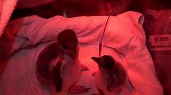 Adelie penguin chicks wow visitors at Guadalajara Zoo