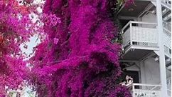 #Flower landscape become waterfall décor; this literally adds a rich layer of fuchsia to the original pure whiteness. | T-Time HK