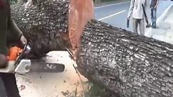 Chopping down a giant old mahogany tree with 2 chainsaws