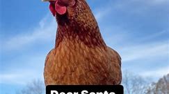 Dear Santa… #santa #christmas #holidays #chickens #rooster #hens #farm #jokes #funnyanimals #chickensofinstagram #farmjokester | Farm Jokester