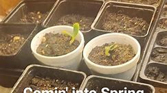 #spring #april #garden #plants #grow #seeds #sprouts #starts #growrooms #greenhouse #ladulcevita #cheflife #v2streetfood | Noah Martín