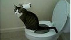 Steps to Toilet Train Your Cat!