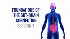 The Gut-Brain Connection - Transformation