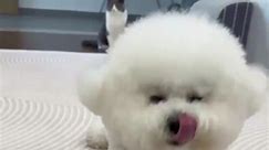 #dogsoftiktok #doglife #cutie #funnyvideos #funny #fyp