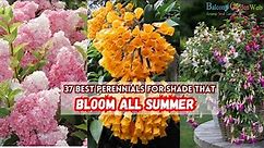 37 Best Perennials for Shade That Bloom all Summer