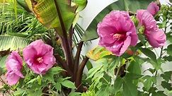 Garden Guide: How to grow hardy hibiscus