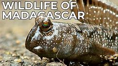 World of the Wild | Episode 13: The Wildlife of Madagascar | Free Documentary Nature