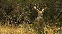 What is chronic wasting disease? Could ‘zombie deer’ disease spread to humans through infected meat?