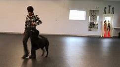 Janice Gunn's Dogs Competition Obedience Heeling - Part 1