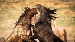 Wild Horses in Action Wild Mustang Stallions and Mares of the West by Karen King