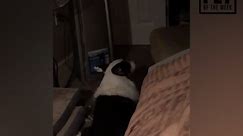 Corgi Throws Hilarious Tantrum After Not Being Allowed To Eat In Bedroom