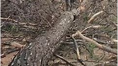 @chain_wood 😉 Via-axehole_logger I walk the line 🍻 Tag： #chain_wood #logger #logging #stihl #husqvarna #axe #treework #arborist #arboristlife #loggerlife #timberfaller #treecare #treeclim | Eawan Lowe